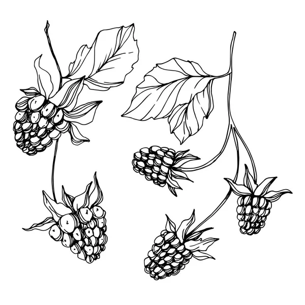 Vettore Blackberry cibo sano. Inchiostro inciso in bianco e nero art. Elemento isolante di illustrazione bacca . — Vettoriale Stock