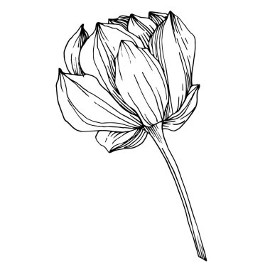 Vektör Lotus çiçek botanik çiçek. Siyah ve beyaz oyulmuş mürekkep sanatı. İzole lotus illüstrasyon elemanı.
