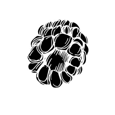 Vektör Blackberry sağlıklı gıda. Siyah ve beyaz oyulmuş mürekkep sanatı. İzole berry illüstrasyon elemanı.