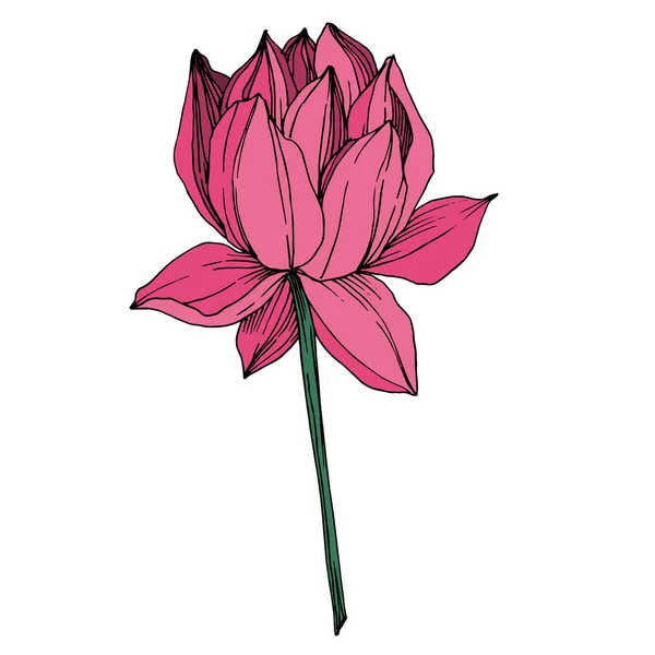 Vektör Lotus çiçek botanik çiçek. Siyah ve beyaz oyulmuş mürekkep sanatı. İzole lotus illüstrasyon elemanı. — Stok Vektör