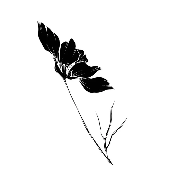 Vector Cosmos fleurs botaniques florales. Encre gravée en noir et blanc. Elément d'illustration cosmétique isolé . — Image vectorielle