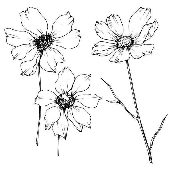 Vector Cosmos flores botánicas florales. Tinta grabada en blanco y negro. Elemento de ilustración de cosméticos aislados . — Archivo Imágenes Vectoriales