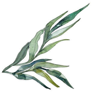 Yeşil su altı doğa mercan resifi. Suluboya arka plan seti. İzole mercan illüstrasyon elemanı