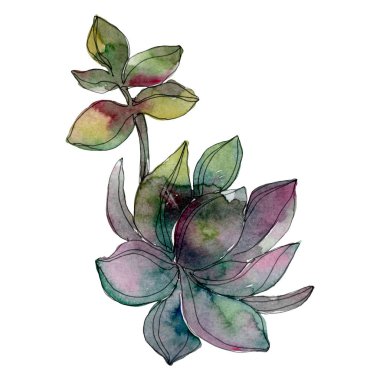 Sulu çiçek botanik çiçek. Suluboya arka plan illüstrasyon seti. İzole sulu illüstrasyon elemanı.