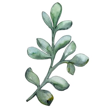 Sulu çiçek botanik çiçek. Suluboya arka plan illüstrasyon seti. İzole sulu illüstrasyon elemanı.