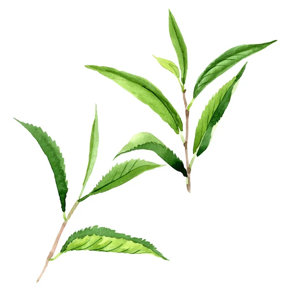 Hojas de té verde. Conjunto de ilustración de fondo acuarela. Elemento de ilustración de hojas aisladas . —  Fotos de Stock