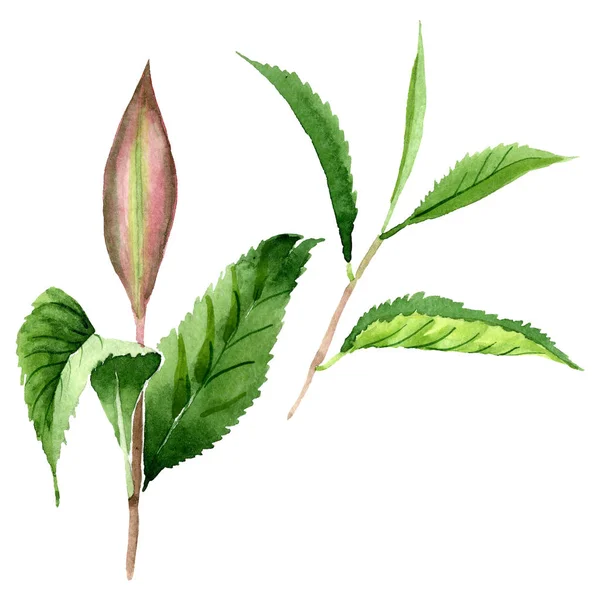 Green tea leaves. Watercolor background illustration set. Isolated leaf illustration element. — Stock Photo, Image