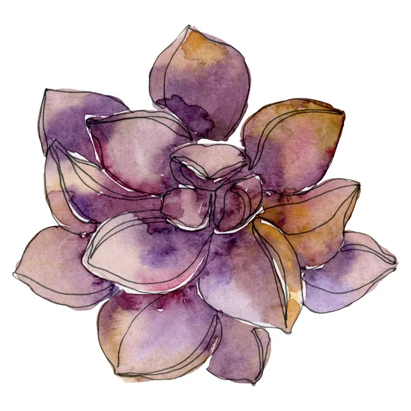 Flor botânica floral suculenta. Conjunto de ilustração de fundo aquarela. Isolado suculentas ilustração elemento . — Fotografia de Stock