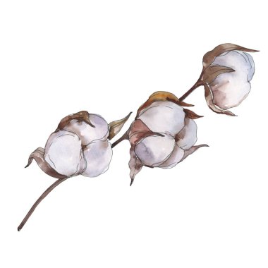 Beyaz pamuk çiçek botanik çiçekler. Suluboya arka plan seti. İzole pamuk illüstrasyon elemanı.