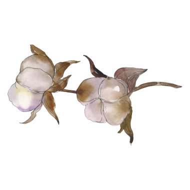 Beyaz pamuk çiçek botanik çiçekler. Suluboya arka plan seti. İzole pamuk illüstrasyon elemanı.