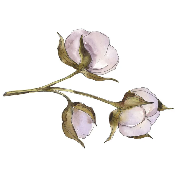 Λευκά βαμβακερά λουλούδια λουλουδιών. Σετ φόντου για υδατογραφήματα. Μεμονωμένο στοιχείο απεικόνισης βαμβακιού. — Φωτογραφία Αρχείου