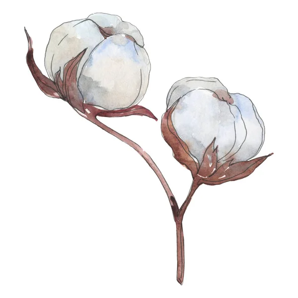 白い綿の花の植物の花。水彩画の背景セット。絶縁コットンイラスト要素. — ストック写真