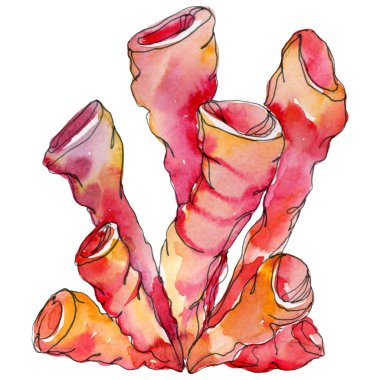 Kırmızı su altı doğa mercan resifi. Suluboya arka plan seti. İzole mercan illüstrasyon elemanı.