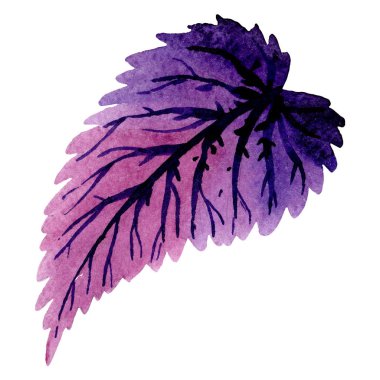 Begonya yaprağı çiçek botanik çiçek. Suluboya arka plan illüstrasyon seti. İzole begonya illüstrasyon elemanı.