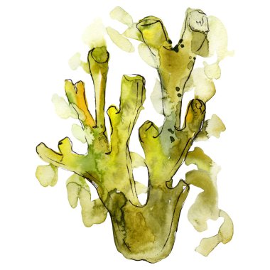 Yeşil su altı doğa mercan resifi. Suluboya arka plan seti. İzole mercan illüstrasyon elemanı.