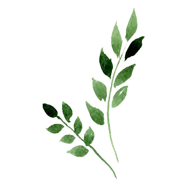 Green leaves. Watercolor background illustration set. Isolated leaf illustration element.