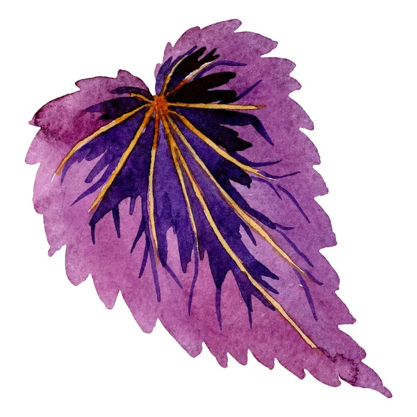 베고니아 잎 꽃 식물 꽃입니다. 수채화 배경 일러스트 세트입니다. 고립 된 베고니아 일러스트 요소. — 스톡 사진