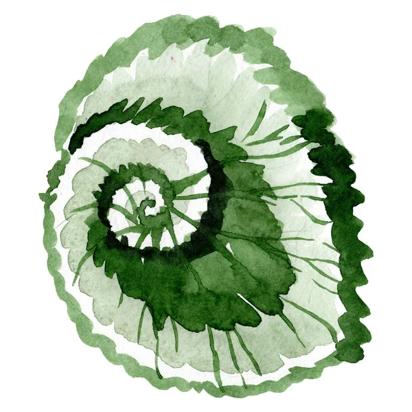 Begonia flor botánica de hoja floral. Conjunto de ilustración de fondo acuarela. Elemento de ilustración de begonia aislada . — Foto de Stock