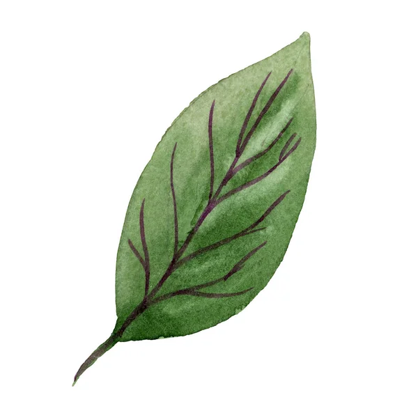 Fuchsia grönt blad blommig botanisk blomma. Akvarell bakgrund set. Isolerat element i fuchsia illustration. — Stockfoto