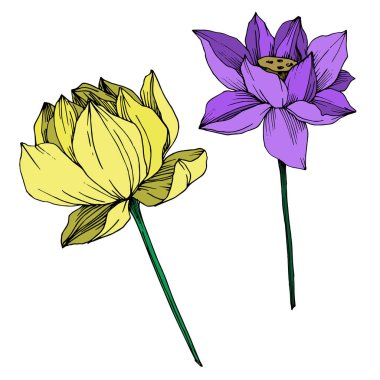Vektör Lotus çiçek botanik çiçek. Siyah ve beyaz oyulmuş mürekkep sanatı. İzole lotus illüstrasyon elemanı.