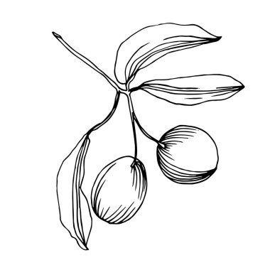 Meyve ile Vektör Zeytin dalı. Siyah ve beyaz oyulmuş mürekkep sanatı. İzole zeytin illüstrasyon elemanı.