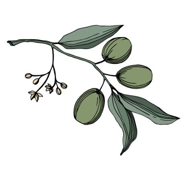 Meyve ile Vektör Zeytin dalı. Siyah ve beyaz oyulmuş mürekkep sanatı. İzole zeytin illüstrasyon elemanı.