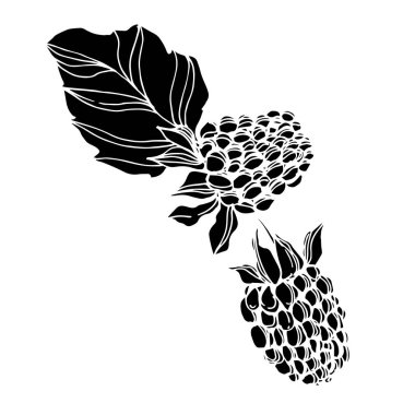 Vektör Blackberry sağlıklı gıda. Siyah ve beyaz oyulmuş mürekkep sanatı. İzole berry illüstrasyon elemanı.