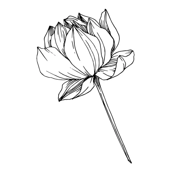 Flor botánica floral Vector Lotus. Tinta grabada en blanco y negro. Elemento de ilustración de loto aislado . — Vector de stock