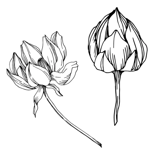 벡터 연꽃 식물 꽃입니다. 흑백 잉크 아트가 새겨져 있습니다. 고립 된 연꽃 일러스트 요소. — 스톡 벡터