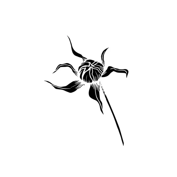 Vektör Cosmos çiçek botanik çiçekler. Siyah ve beyaz oyulmuş mürekkep sanatı. Yalıtılmış cosmea illüstrasyon öğesi. — Stok Vektör
