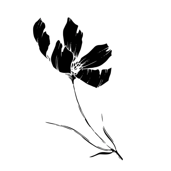 Vector Cosmos flores botânicas florais. Tinta gravada a preto e branco. Isolado elemento de ilustração cosmea . —  Vetores de Stock