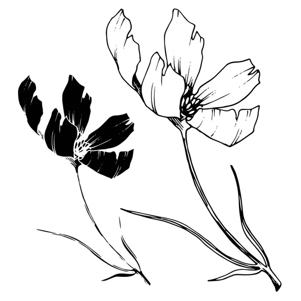 Vector Cosmos flores botánicas florales. Tinta grabada en blanco y negro. Elemento de ilustración de cosméticos aislados . — Vector de stock