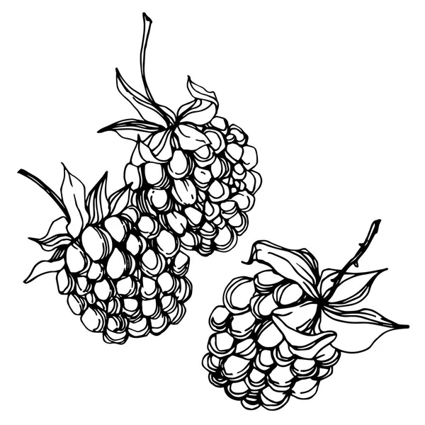 ベクターブラックベリー健康食品。黒と白の彫刻インクアート。絶縁ベリーイラスト要素. — ストックベクタ