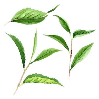 Yeşil çay yaprakları. Suluboya arka plan illüstrasyon seti. Yalıtılmış yaprak illüstrasyon elemanı.