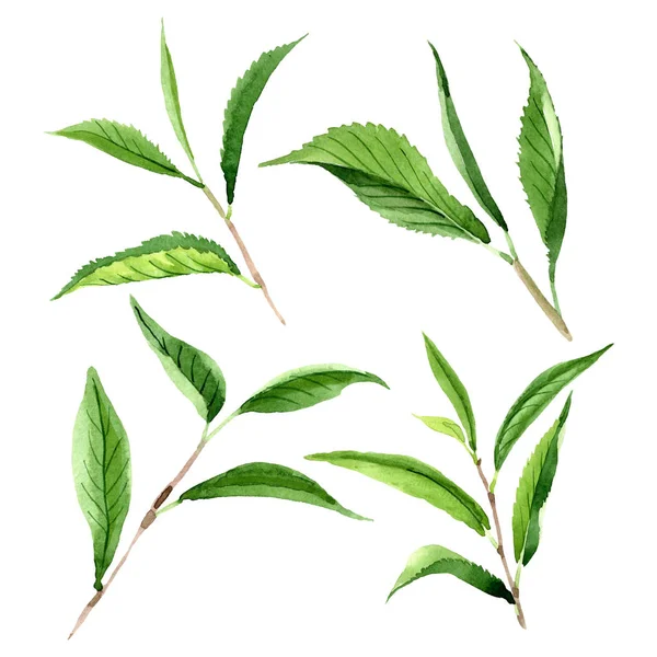 Liści zielonej herbaty. Akwarela zestaw ilustracji tła. Element ilustracji z izolowanym liściem. — Zdjęcie stockowe