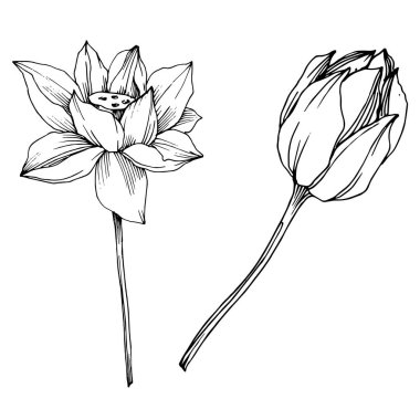 Vektör Lotus çiçek botanik çiçek. Siyah ve beyaz oyulmuş mürekkep sanatı. İzole lotus illüstrasyon elemanı.
