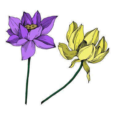 Vektör Lotus çiçek botanik çiçek. Siyah ve beyaz oyulmuş mürekkep sanatı. İzole lotus illüstrasyon elemanı.