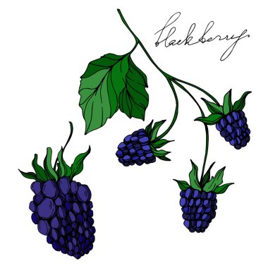 Vektör Blackberry sağlıklı gıda. Siyah ve beyaz oyulmuş mürekkep sanatı. İzole berry illüstrasyon elemanı.
