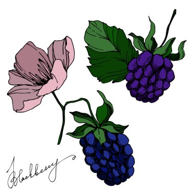 Vektör Blackberry sağlıklı gıda. Siyah ve beyaz oyulmuş mürekkep sanatı. İzole berry illüstrasyon elemanı.