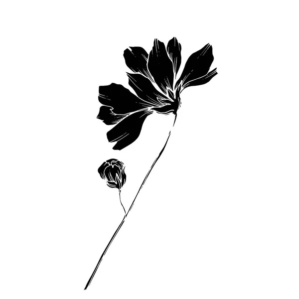 Vector Cosmos flores botânicas florais. Tinta gravada a preto e branco. Isolado elemento de ilustração cosmea . —  Vetores de Stock