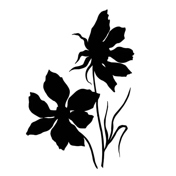 Vector Cosmos fleurs botaniques florales. Encre gravée en noir et blanc. Elément d'illustration cosmétique isolé . — Image vectorielle