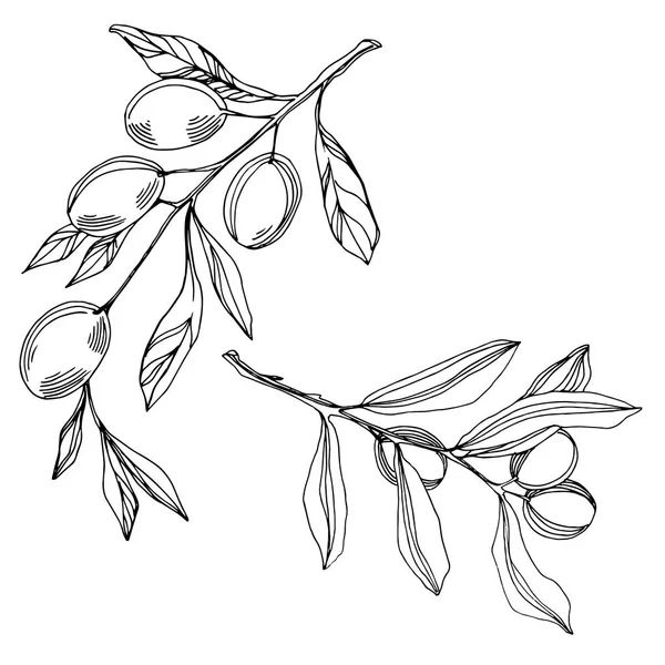ベクトルオリーブの枝とフルーツ。黒と白の彫刻インクアート。孤立したオリーブイラスト要素. — ストックベクタ