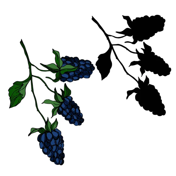 Vektor BlackBerry hälsosam mat. Svart och vit graverad bläck konst. Isolerad bär illustration element. — Stock vektor