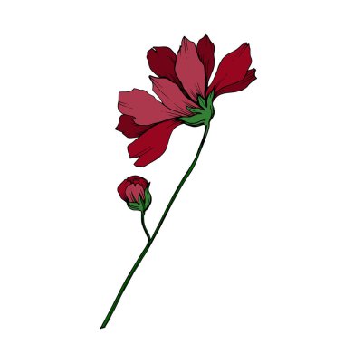 Vektör Cosmos çiçek botanik çiçekler. Siyah ve beyaz oyulmuş mürekkep sanatı. Yalıtılmış cosmea illüstrasyon öğesi.