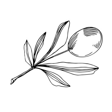 Meyve ile Vektör Zeytin dalı. Siyah ve beyaz oyulmuş mürekkep sanatı. İzole zeytin illüstrasyon elemanı.