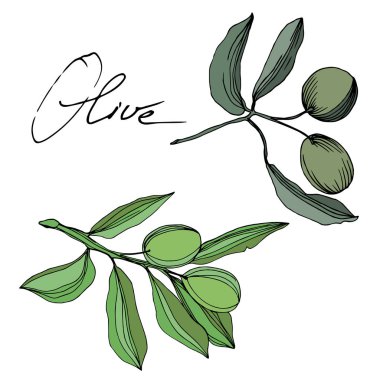 Meyve ile Vektör Zeytin dalı. Siyah ve beyaz oyulmuş mürekkep sanatı. İzole zeytin illüstrasyon elemanı.