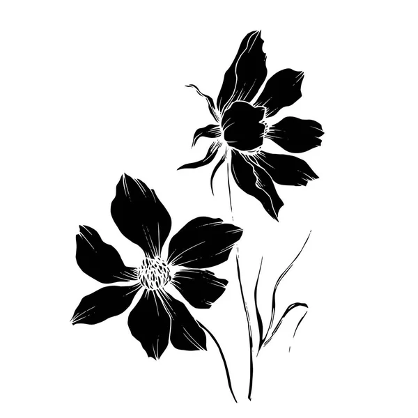 Vector Cosmos flores botânicas florais. Tinta gravada a preto e branco. Isolado elemento de ilustração cosmea . —  Vetores de Stock