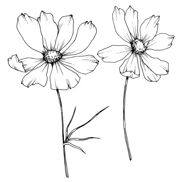 Vector Cosmos virágos botanikus virágok. Fekete-fehér vésett tinta Art. Izolált cosmea illusztrációs elem. — Stock Vector