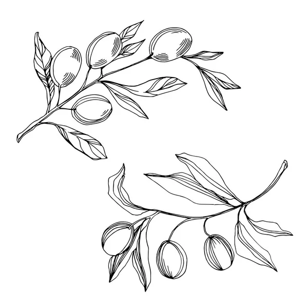 Ветвь векторной оливы с фруктами. Черно-белый рисунок чернил. Изолированный элемент иллюстрации оливок . — стоковый вектор