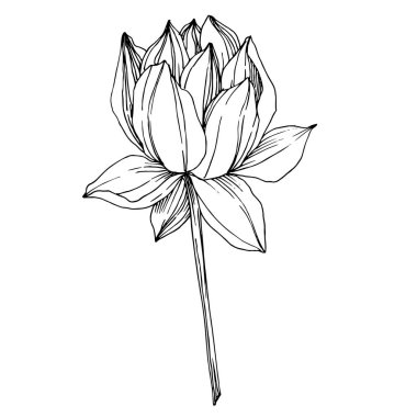 Vektör Lotus çiçek botanik çiçek. Siyah ve beyaz oyulmuş mürekkep sanatı. İzole lotus illüstrasyon elemanı.